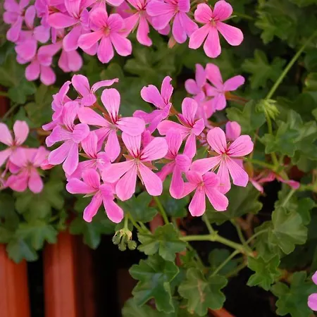 Ristorante La Terrazza 호텔