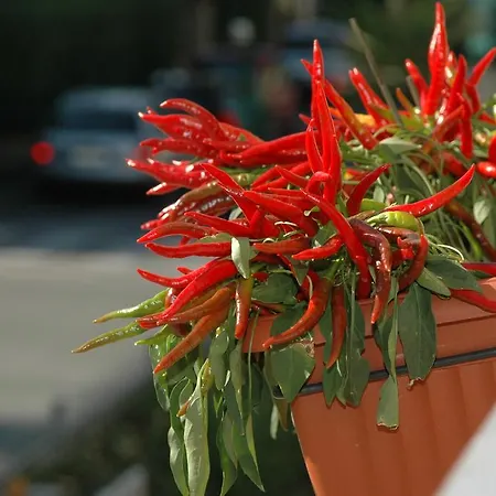 Ristorante La Terrazza 3* 리도디캄파이오레